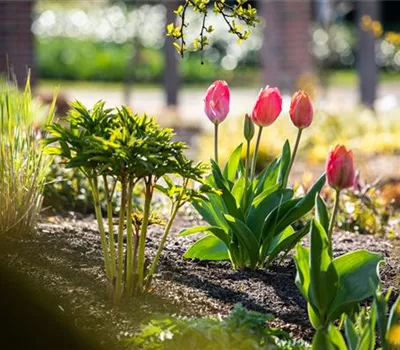 Die 9 schönsten Frühblüher für Frühlingsgefühle Die 9 schönsten Frühblüher für Frühlingsgefühle