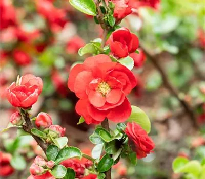 Chaenomeles speciosa 'Scarlet Storm' -R-