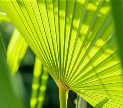 Chamaerops humilis Chamaerops humilis