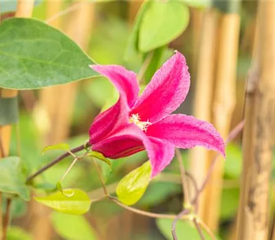 Clematis tex.'Princess Diana' Clematis tex.'Princess Diana'