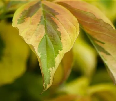 Cornus alba 'Elegantissima'