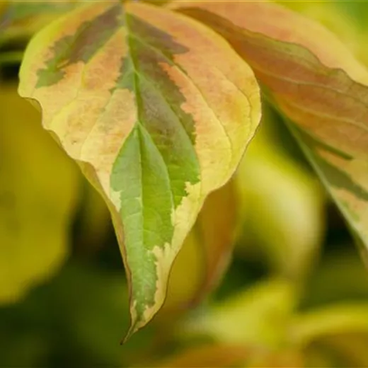 Cornus alba 'Elegantissima' Cornus alba 'Elegantissima'