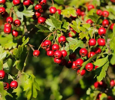 Crataegus monogyna Crataegus monogyna
