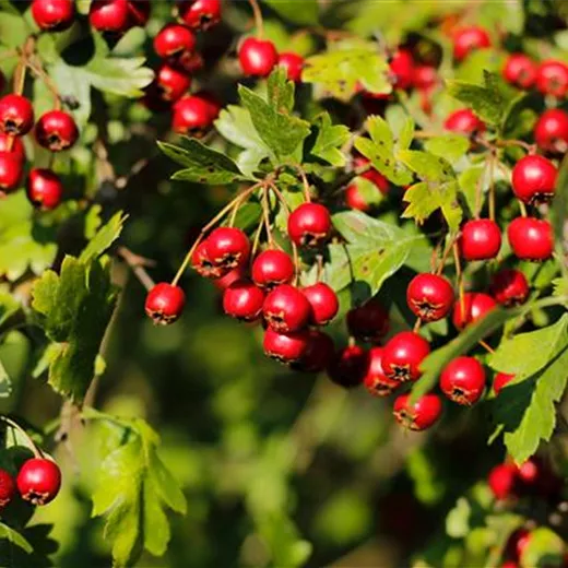 Crataegus monogyna