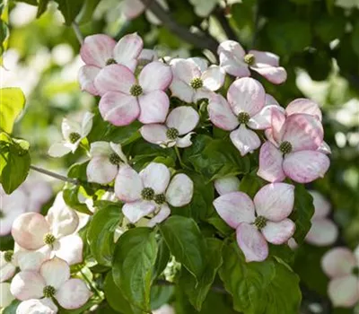 Cornus kousa 'Satomi' Cornus kousa 'Satomi'