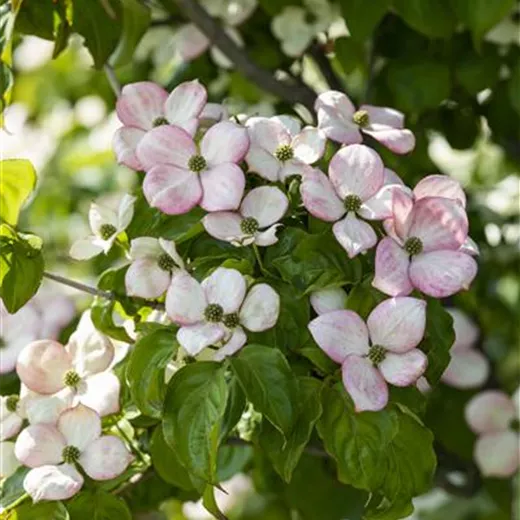 Cornus kousa 'Satomi'