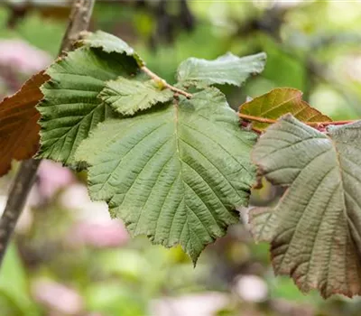 Corylus maxima 'Purpurea'