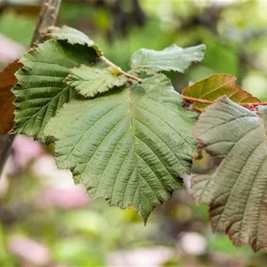 Corylus maxima 'Purpurea'