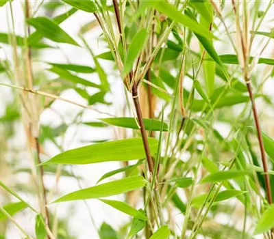 Fargesia murielae 'Obelisk' Fargesia murielae 'Obelisk'