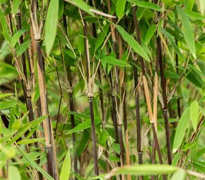 Fargesia nitida 'Volcano'