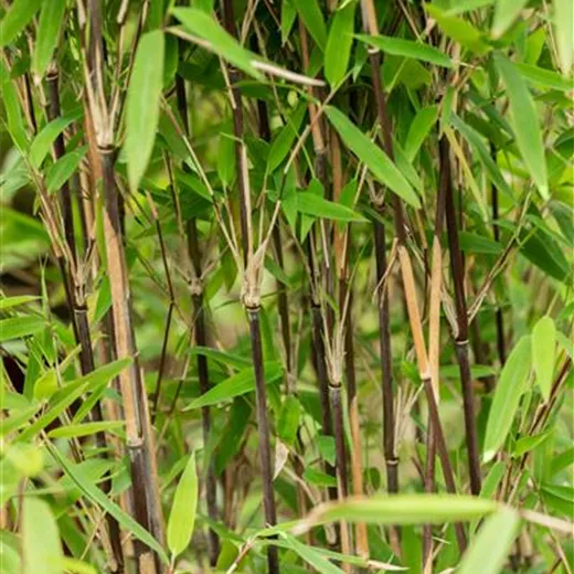 Fargesia nitida 'Volcano'