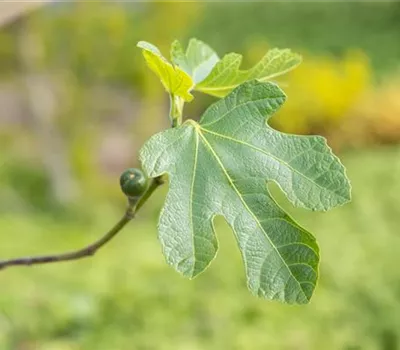 Ficus carica 'Firoma' -R-