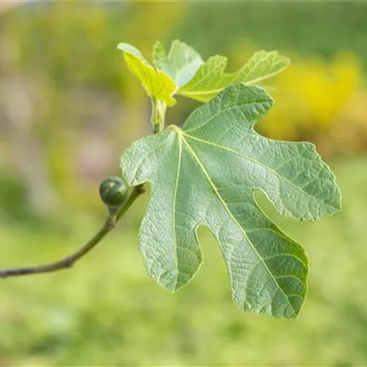 Ficus carica 'Firoma' -R-