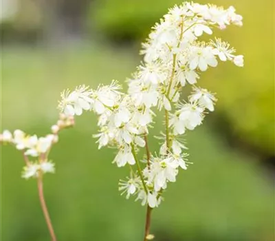 Filipendula ulmaria
