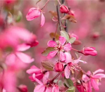 Malus 'Royal Beauty'