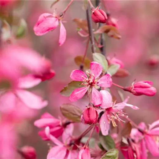 Malus 'Royal Beauty' Malus 'Royal Beauty'
