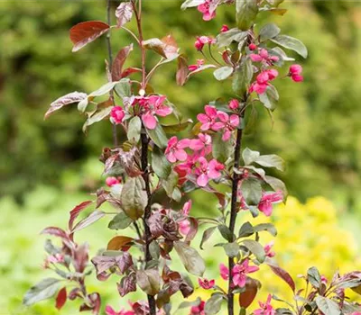 Malus toringo "Scarlett" Malus toringo "Scarlett"