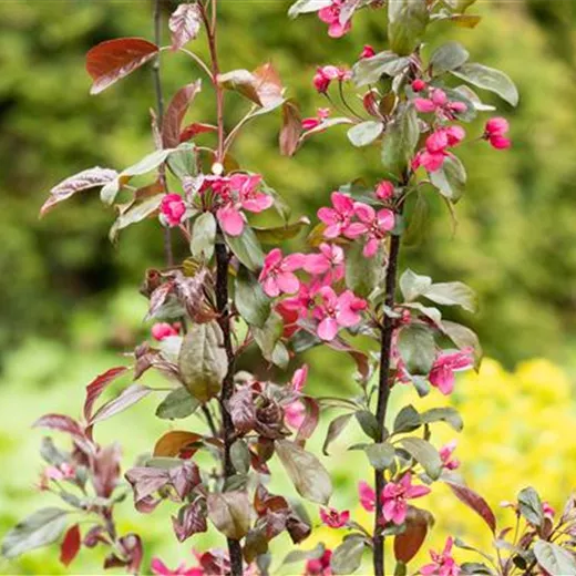 Malus toringo "Scarlett" Malus toringo "Scarlett"
