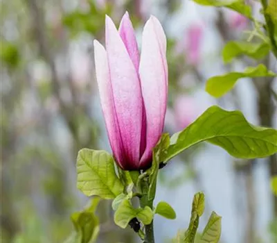 Magnolia 'Galaxy' Magnolia 'Galaxy'