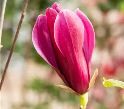 Magnolia liliiflora 'Nigra' Magnolia liliiflora 'Nigra'