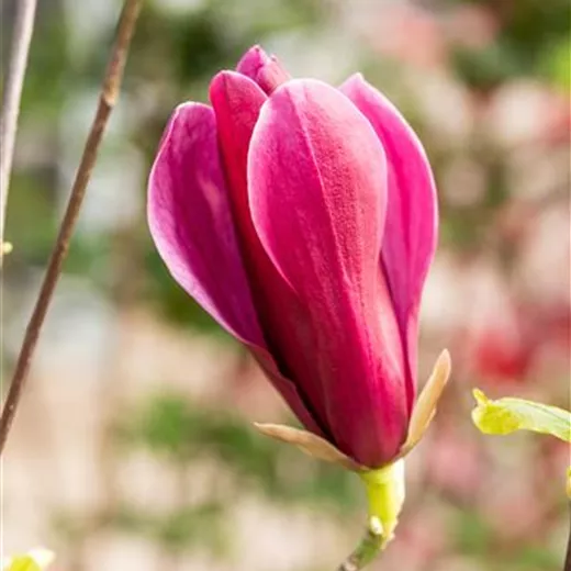 Magnolia liliiflora 'Nigra' Magnolia liliiflora 'Nigra'