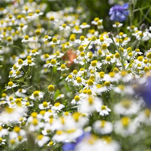 Matricaria chamomilla