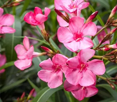Nerium oleander i.S. Nerium oleander i.S.