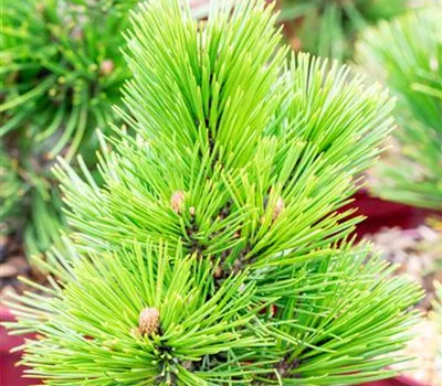 Pinus heldreichii 'Den Ouden'