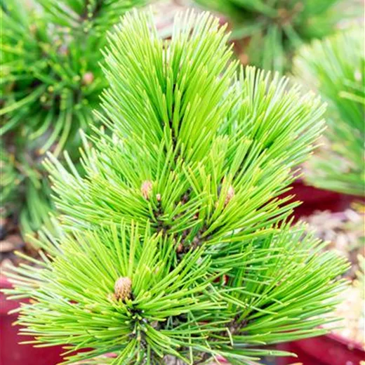 Pinus heldreichii 'Den Ouden'