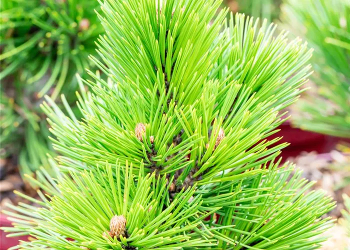 Pinus heldreichii 'Den Ouden'