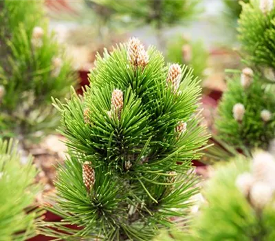 Pinus heldreichii 'Helmers Japan'