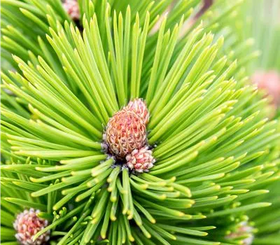 Pinus heldreichii 'Little Dracula'