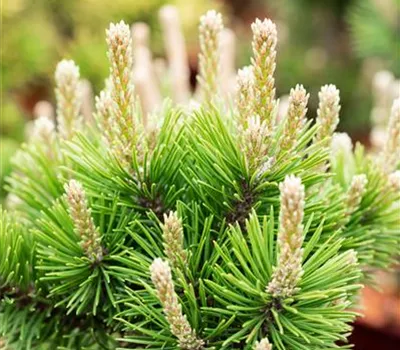 Pinus mugo 'Gnom' Pinus mugo 'Gnom'