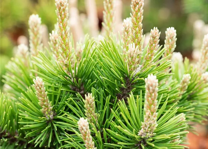 Pinus mugo 'Gnom'