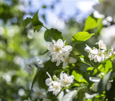 Philadelphus coronarius