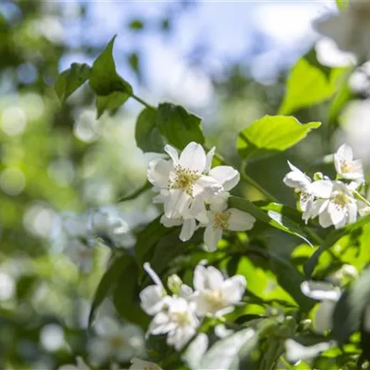 Philadelphus coronarius