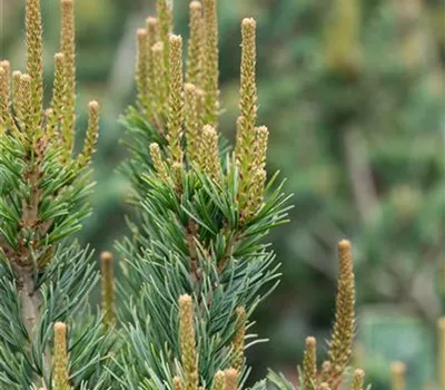 Pinus parviflora 'Glauca'