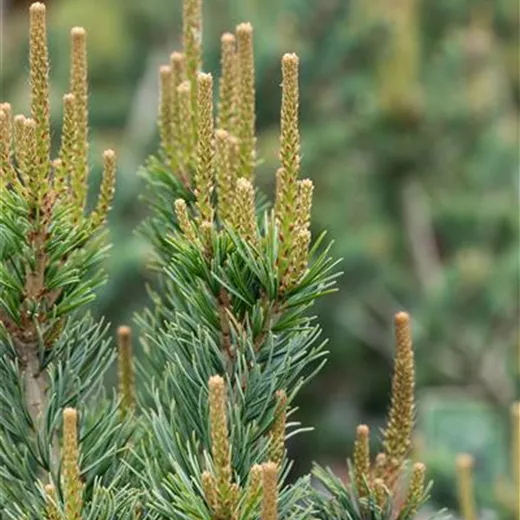 Pinus parviflora 'Glauca'