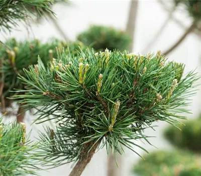 Pinus sylvestris 'Norske Typ'