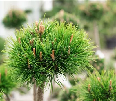 Pinus uncinata Pinus uncinata