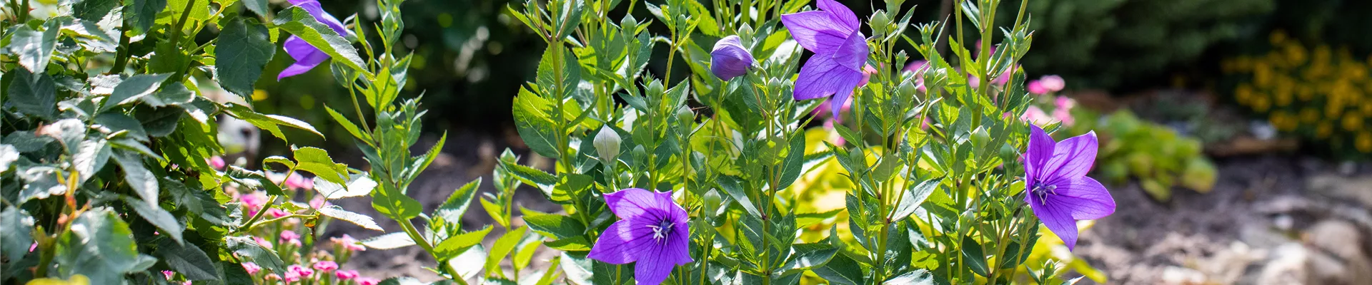Platycodon grandiflorus Platycodon grandiflorus