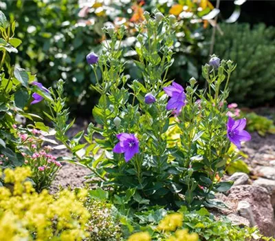 Platycodon grandiflorus, in Farben Platycodon grandiflorus, in Farben