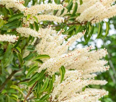 Prunus lusitanica 'Angustifolia'