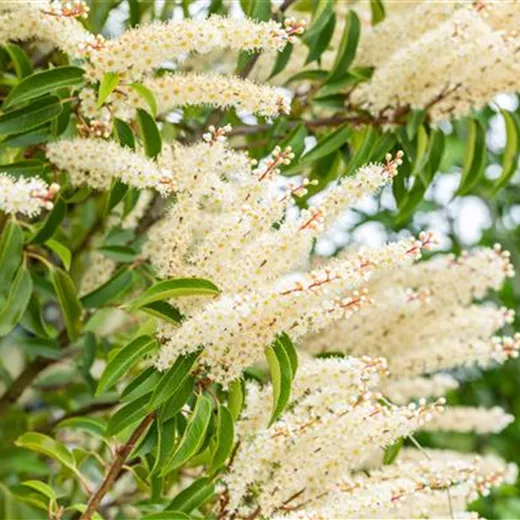 Prunus lusitanica 'Angustifolia'