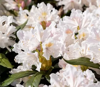 Rhododendron Hybr.'Cunningham's White' Rhododendron Hybr.'Cunningham's White'