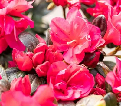 Rhododendron obt.'Canzonetta'