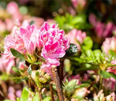 Rhododendron obt.'Kermesina Rose'