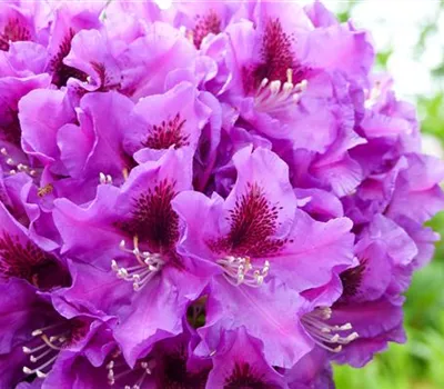 Rhododendron Hybr.'Rasputin'