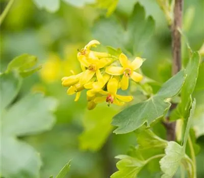 Ribes aureum