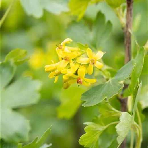 Ribes aureum